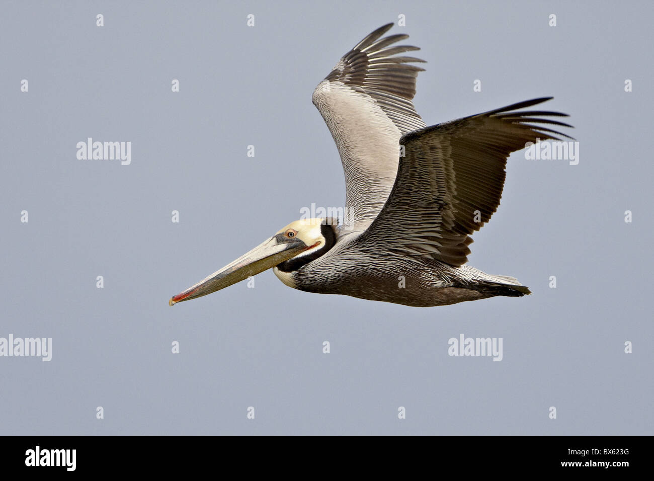 Brown pelican (Pelecanus occidentalis) in flight in partial breeding plumage, Salton Sea, California, USA Stock Photo