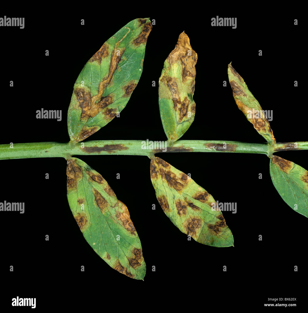 Leaf spot (Mycosphaerella pinodes) damage on pea leaflets Stock Photo