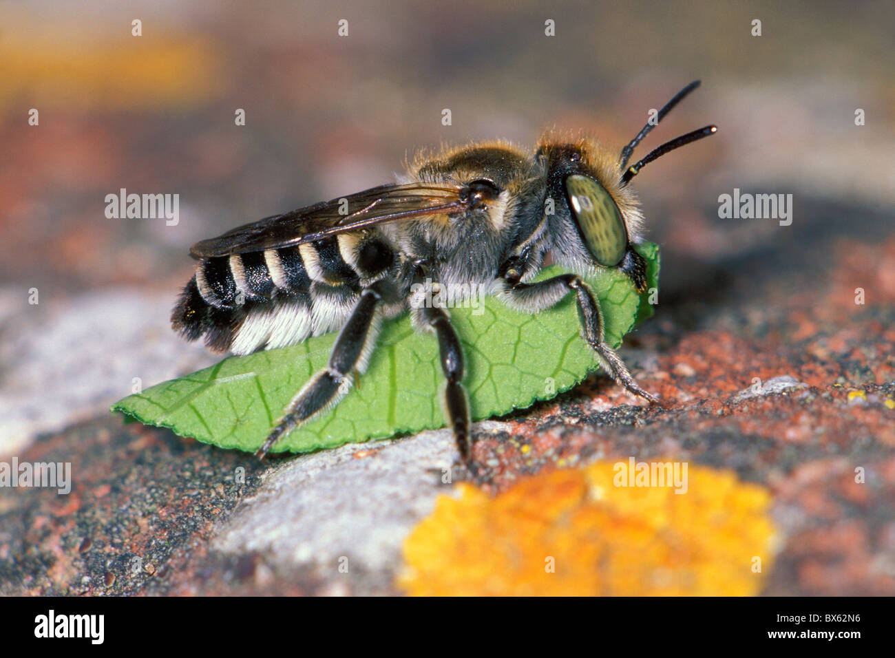 Leaf-cutter Bee (Megachile sp.) Carrying a leaf to nest Stock Photo