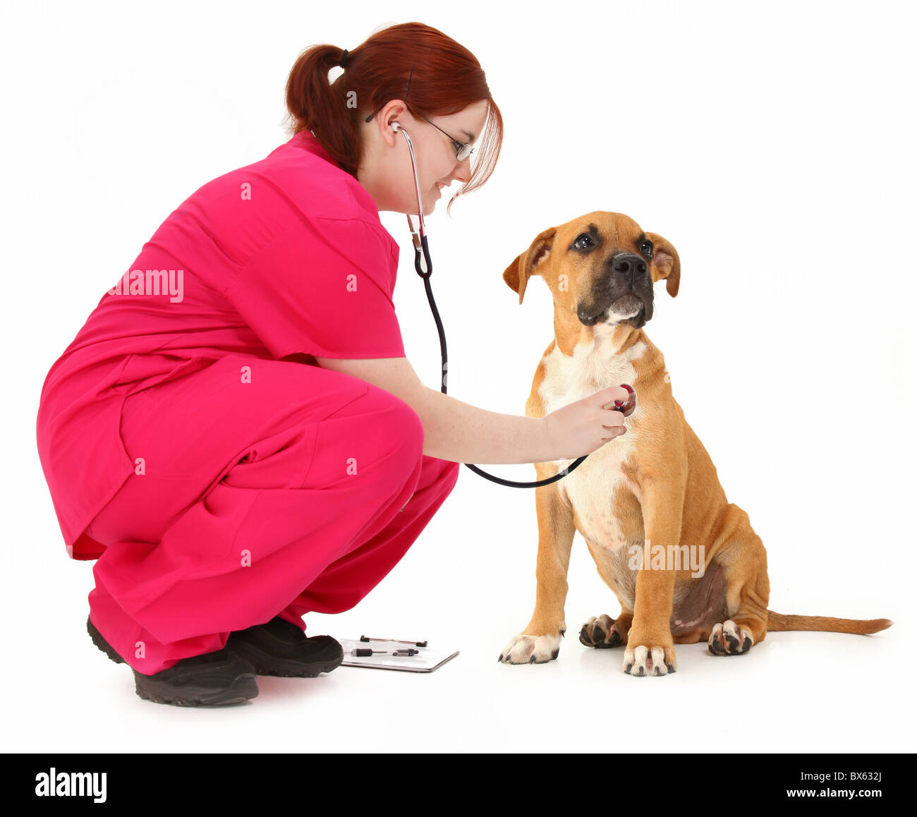 Beautiful 19 Year Old Teen Vet Student Examining Boxer Puppy Over White