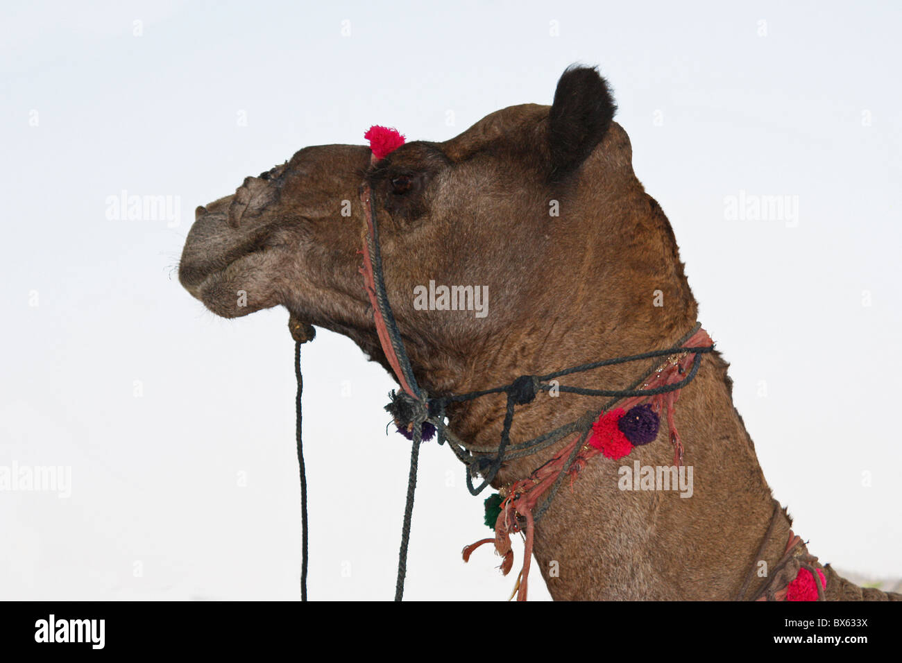 camel cut - out white background image Stock Photo - Alamy