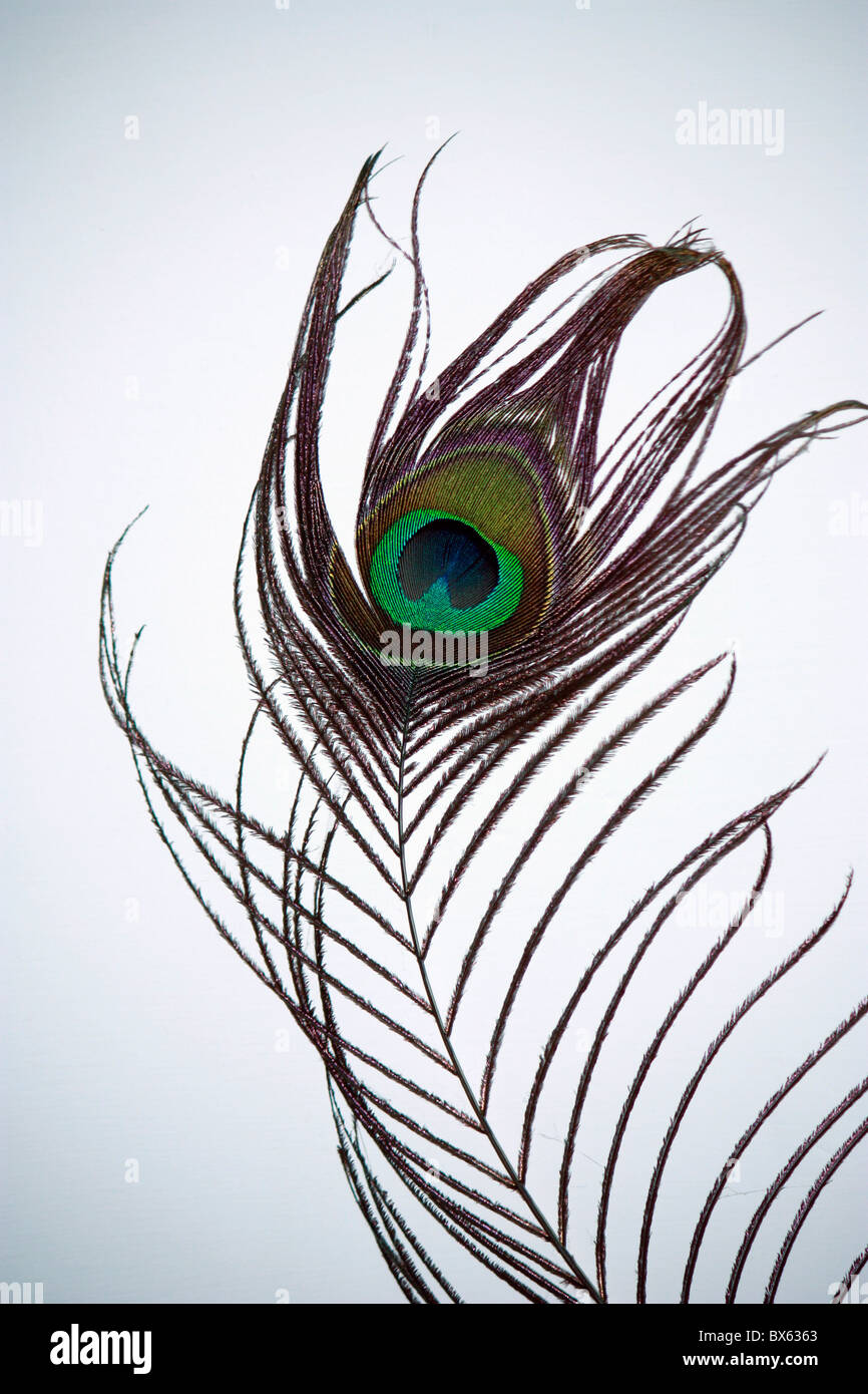 A peacock feather close up Stock Photo