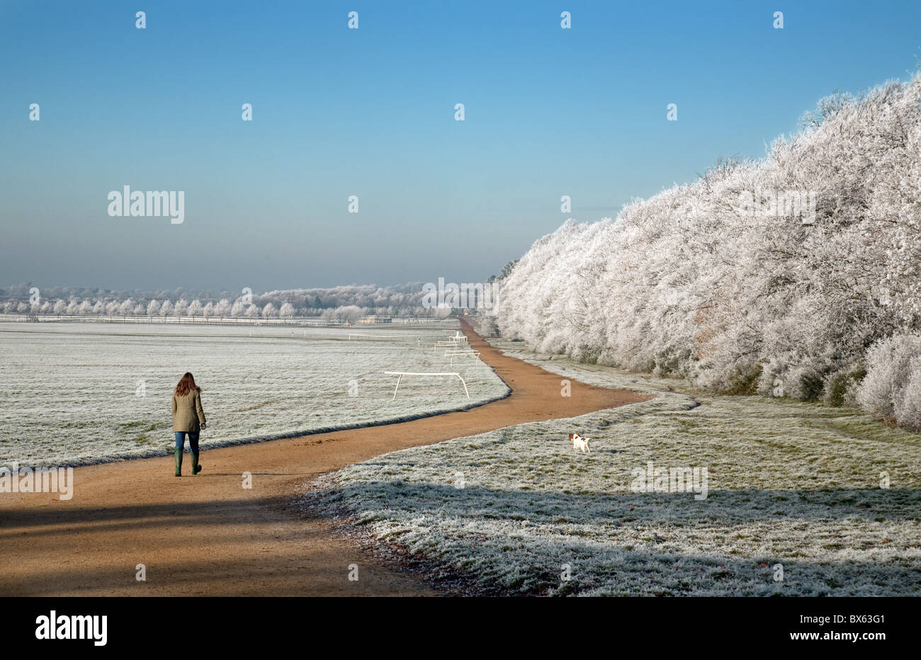 A lone woman walking the dog on a very frosty morning, Newmarket racecourse, Newmarket Suffolk UK Stock Photo