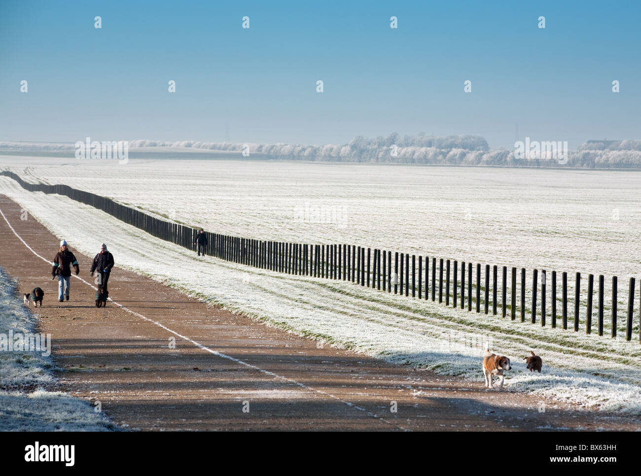 A couple walking their dogs on a very frosty morning, Newmarket racecourse, Newmarket Suffolk UK Stock Photo