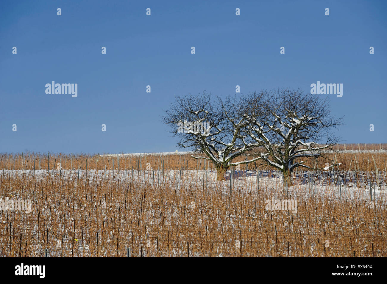 Trees in the middle of a vineyard under the snow Stock Photo