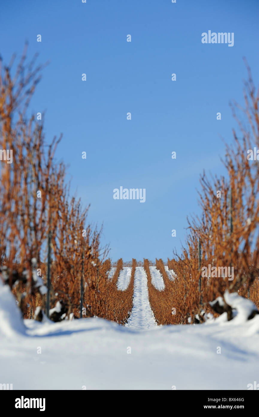 Grapevines under the snow in winter Stock Photo