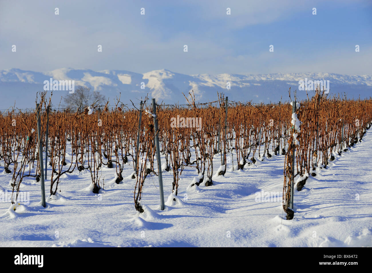 Grapevines under the snow in winter Stock Photo