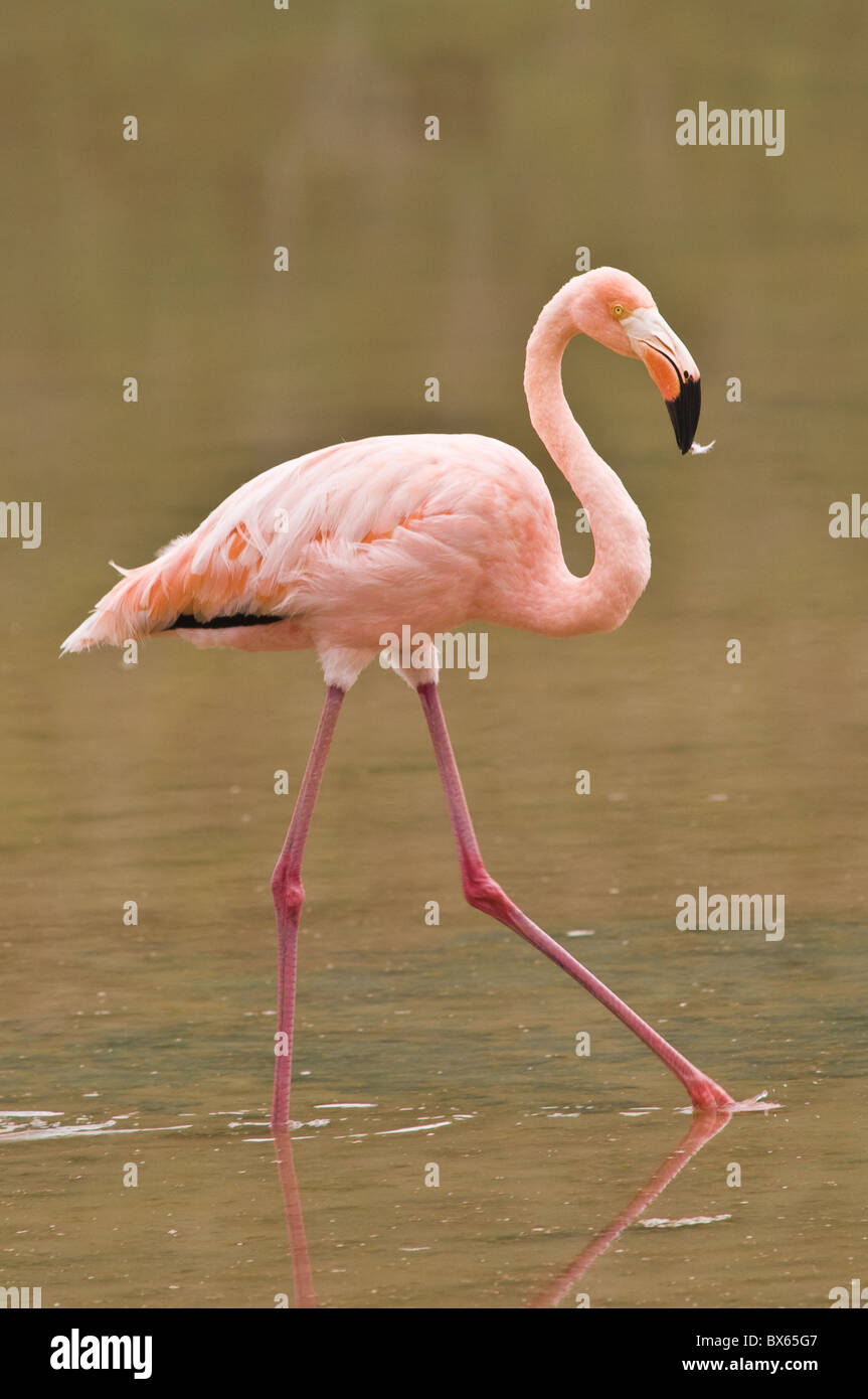 Pink flamingo (Phoenicopterus ruber), Cormorant Point, Isla Santa Maria, Galapagos Islands, UNESCO World Heritage Site, Ecuador Stock Photo