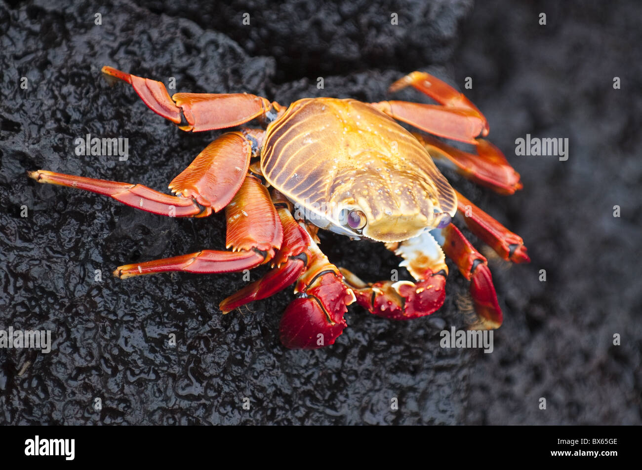 Sally lightfoot crab (Grapsus grapsus), Cormorant Point, Isla Santa Maria (Floreana Island), Galapagos Islands, Ecuador Stock Photo