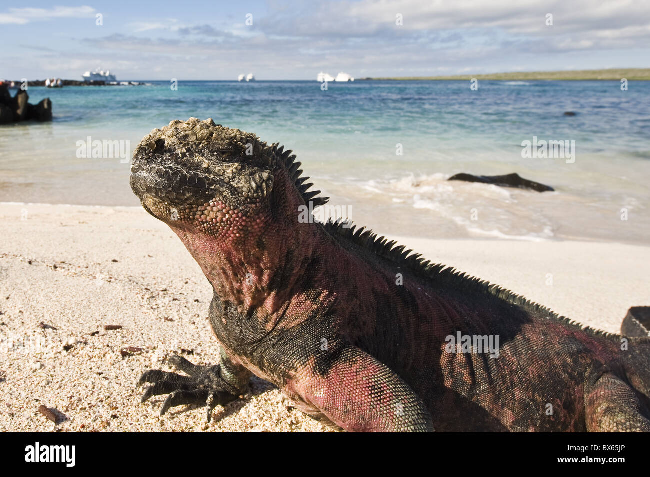 Marine iguana (Amblyrhynchus cristatus), Suarez Point, Isla Espanola, Galapagos Islands, UNESCO World Heritage Site, Ecuador Stock Photo