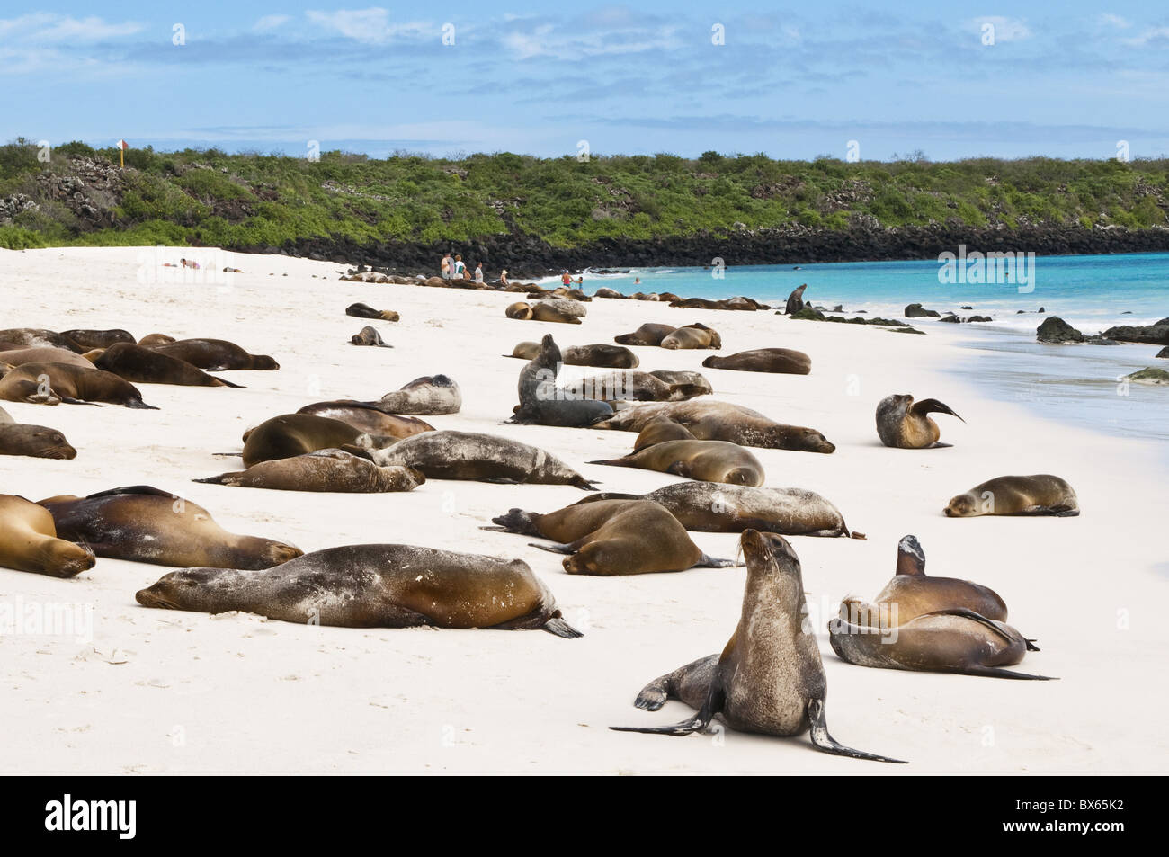 Galapagos sea lion (Zalophus wollebaeki), Gardner Bay, Isla Espanola, Galapagos Islands, UNESCO World Heritage Site, Ecuador Stock Photo