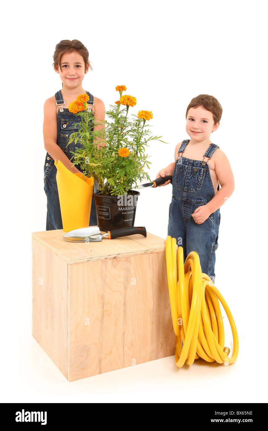 Adorable 3 and 6 year old brother and sister with potted marigold plant over white background. Stock Photo