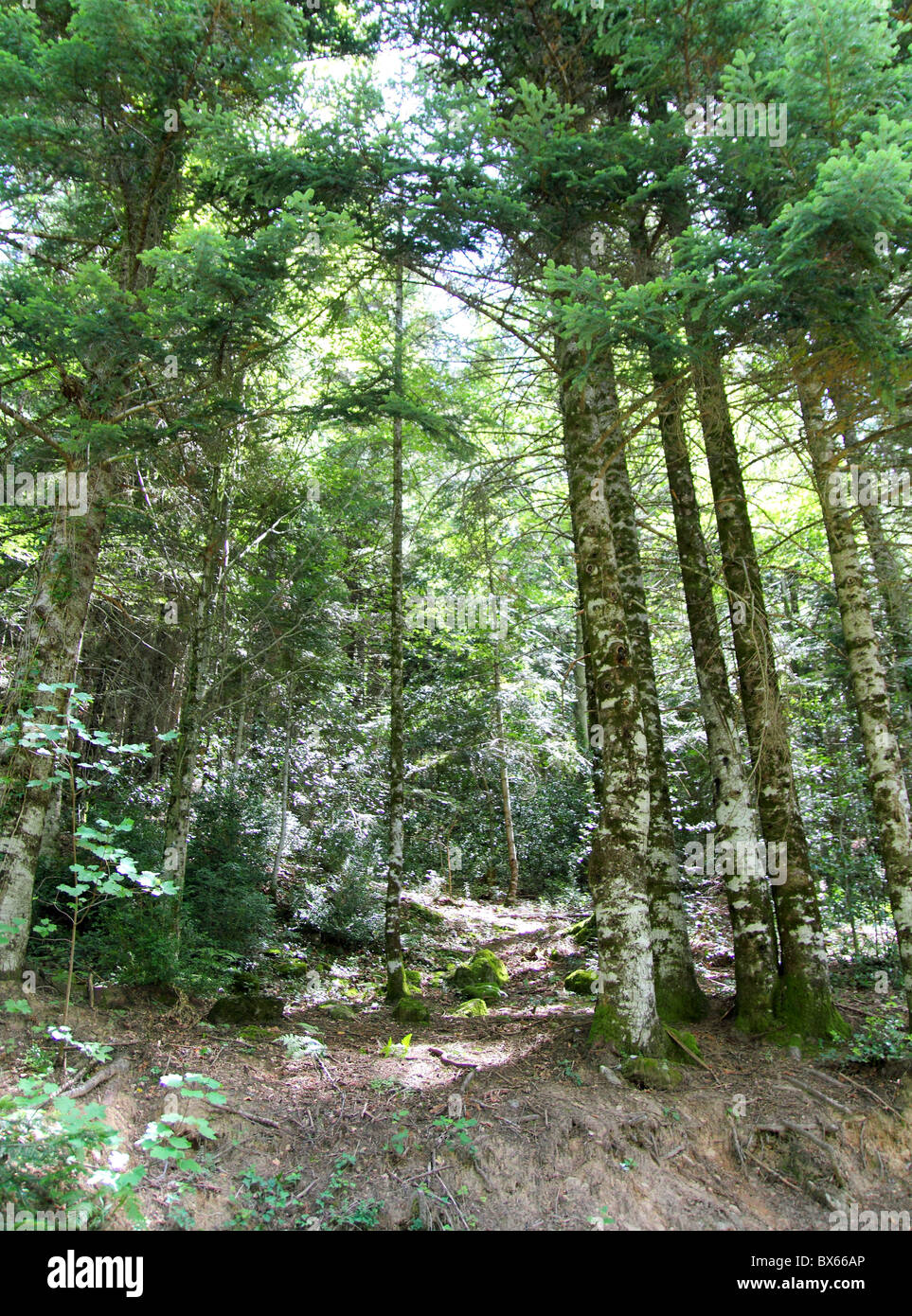 Pyrenees trees forest mountain scenic in summer nature Stock Photo
