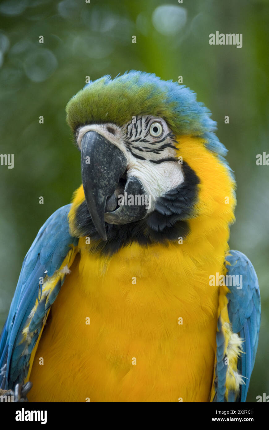 Blue and yellow macaw (Ara Ararauna), Macaw Mountain Bird Park, Copan, Honduras, Central America Stock Photo