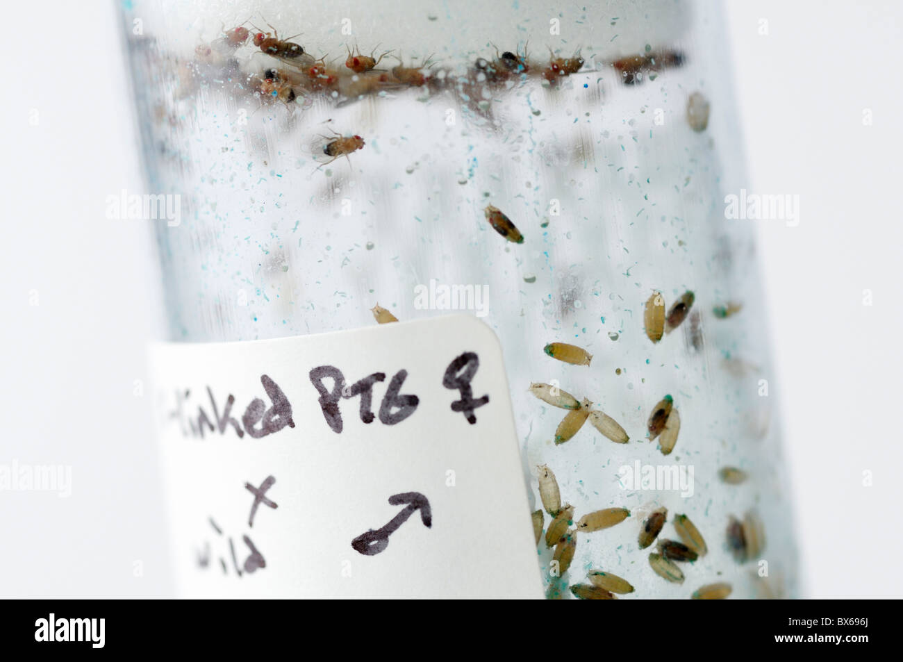 Crossing vial of experimental fruit flies, Drosophila melanogaster Stock Photo