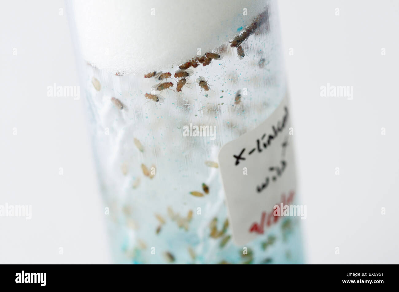Crossing vial of experimental fruit flies, Drosophila melanogaster ...