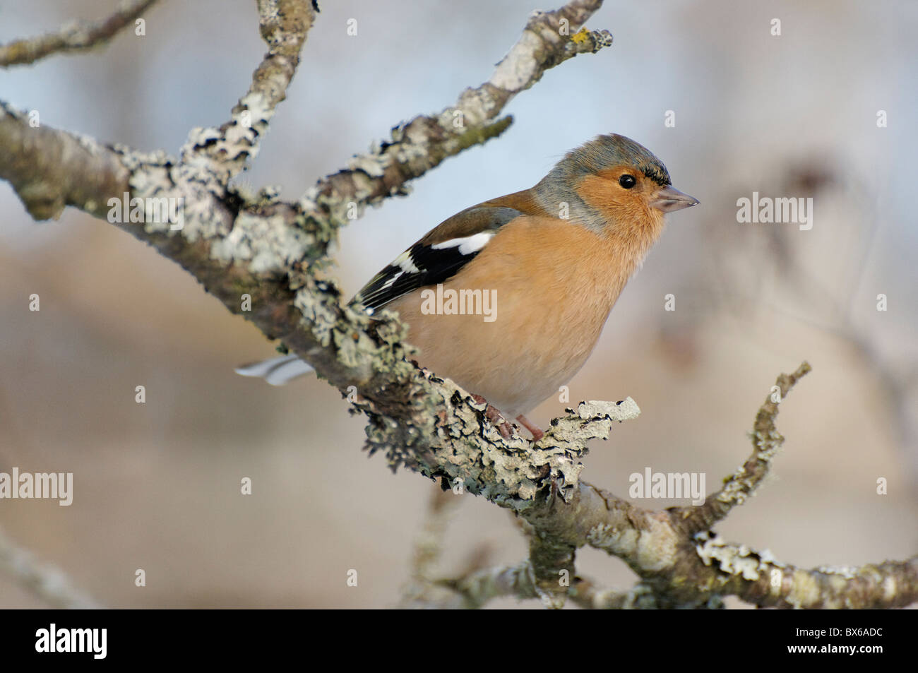 A male Chaffinch stood on a branch Stock Photo