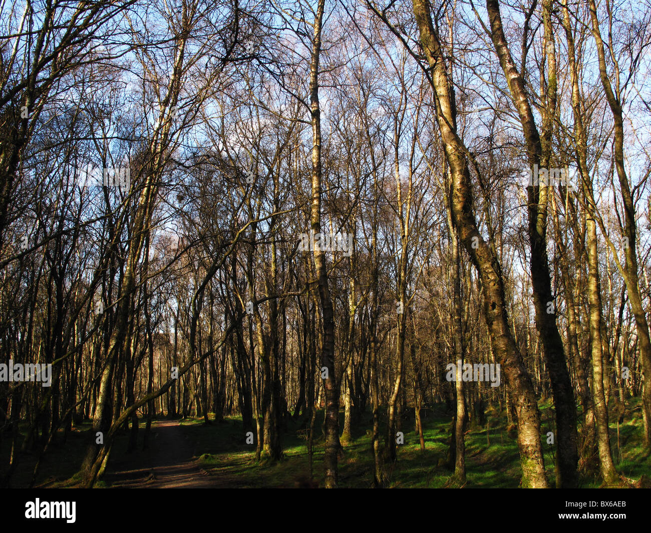 Young deciduous woodland with silver birch Stock Photo