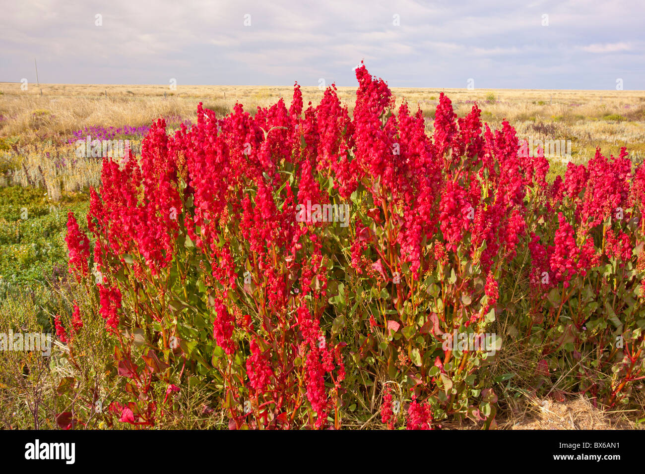 Red wild hops on the Barrier Highway between Broken Hill and Wilcannia Road, New South Wales Stock Photo