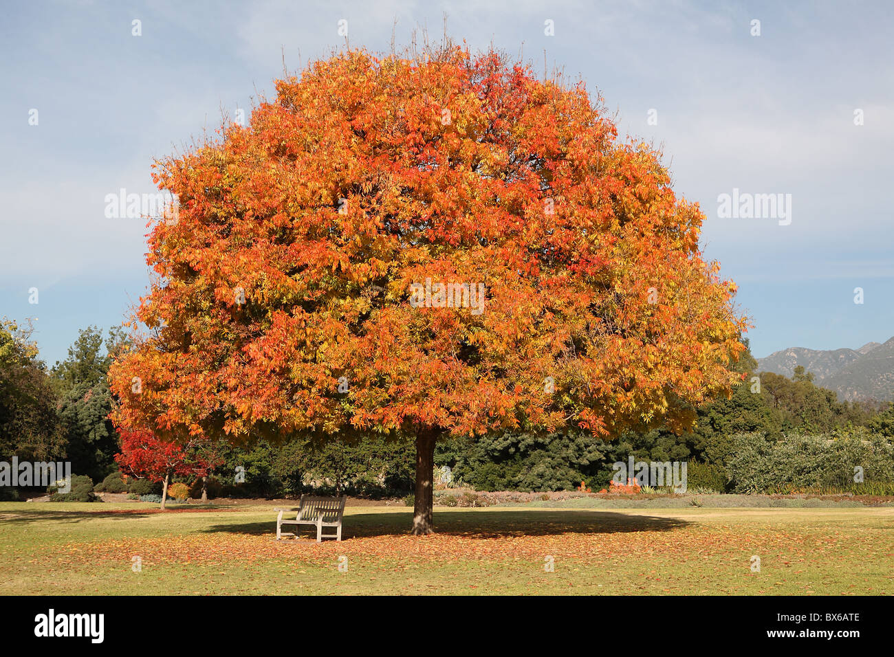 Orange and yellow fall or autumn foliage on perfect shaped tree with bench underneath Stock Photo