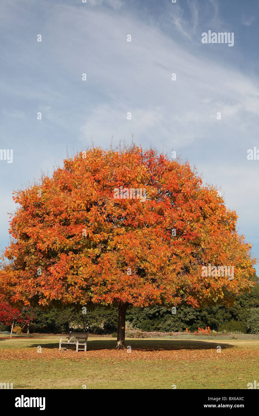 Orange and yellow fall or autumn foliage on perfect shaped tree with bench underneath Stock Photo