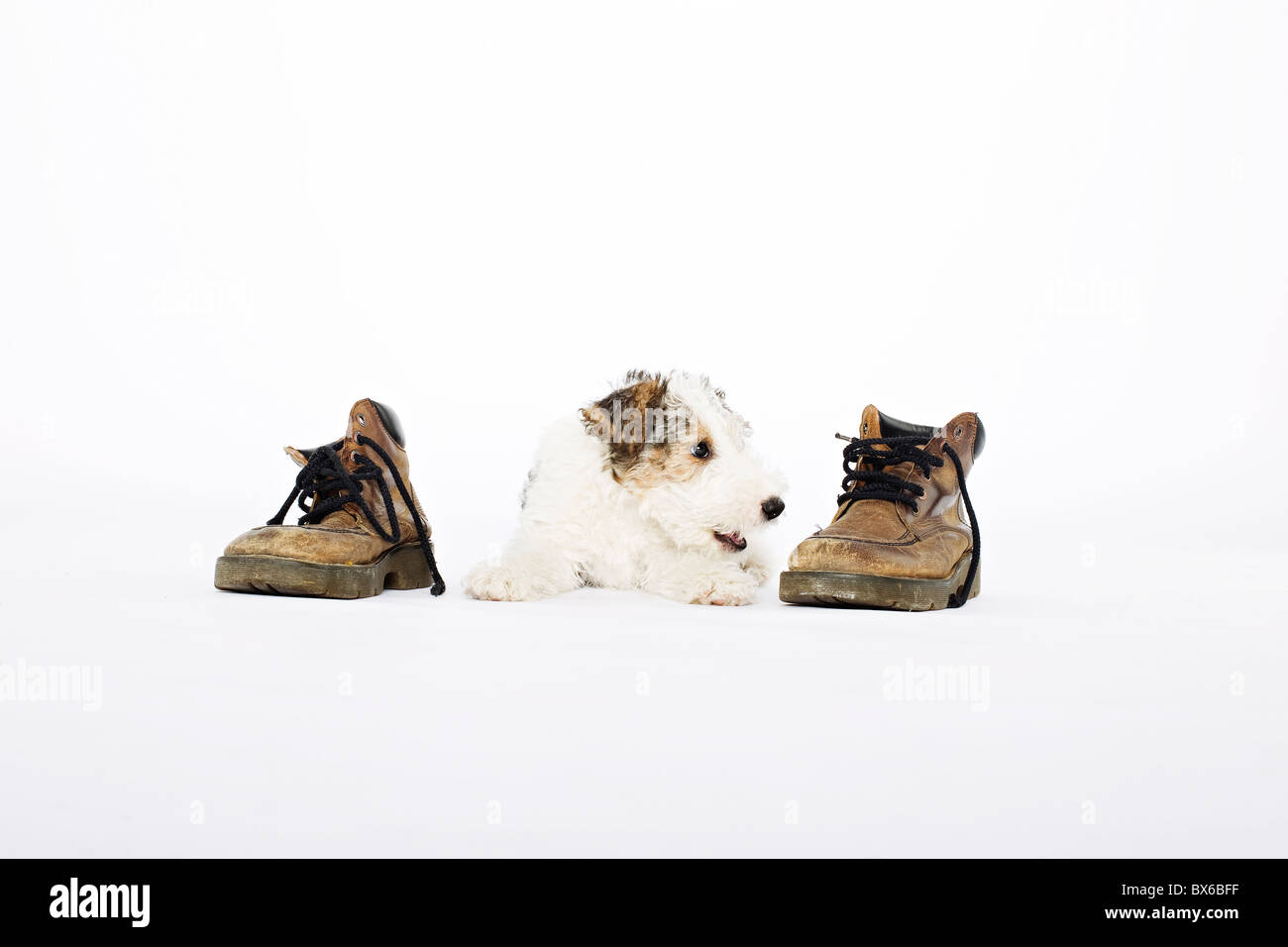 Fox terrier cub plays with Dr. Marten shoes. (CTK Photo/Martin Sterba) Stock Photo