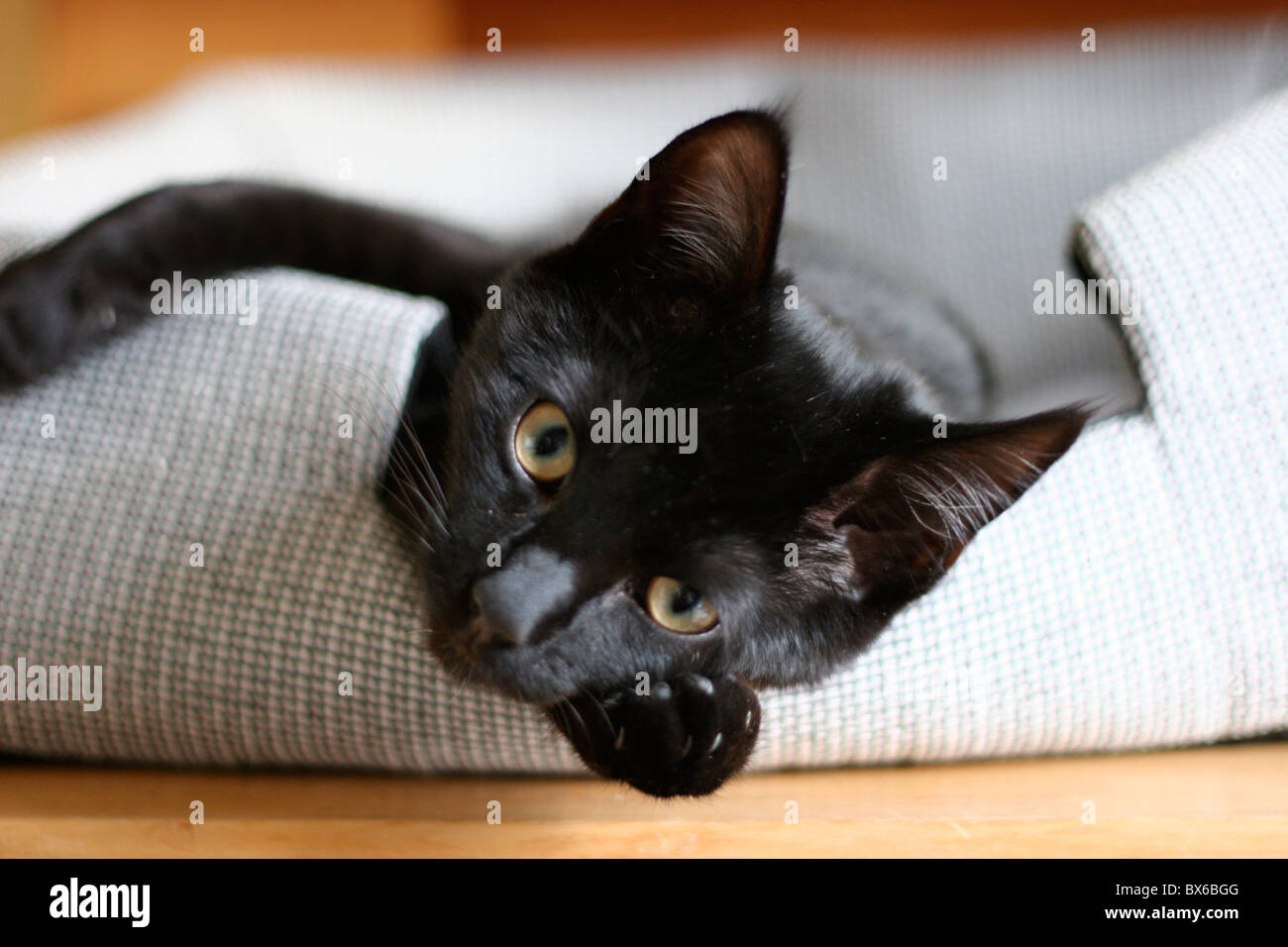 Black cat in bed Stock Photo - Alamy