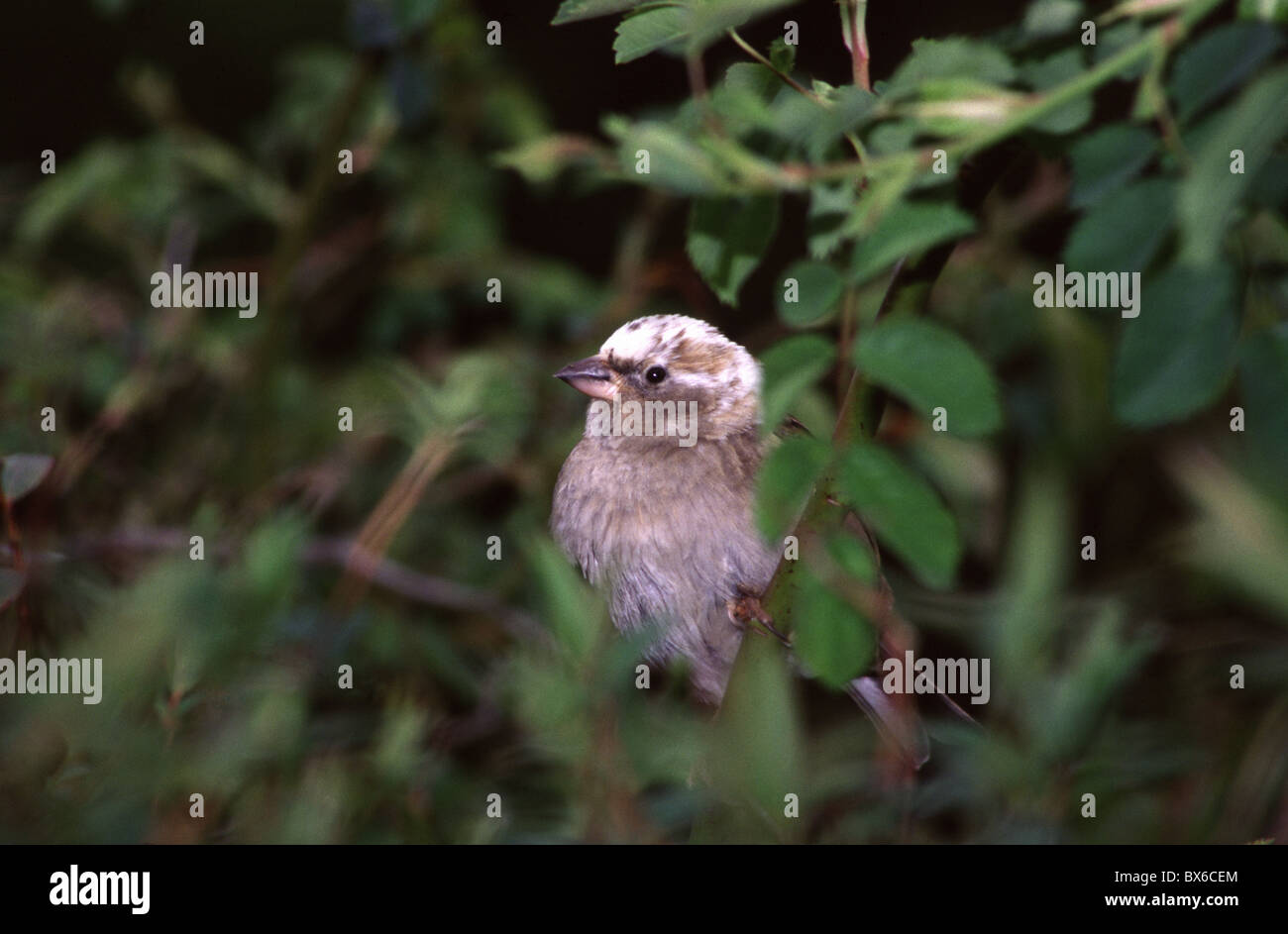 House Sparrow with white head. UK Stock Photo Alamy