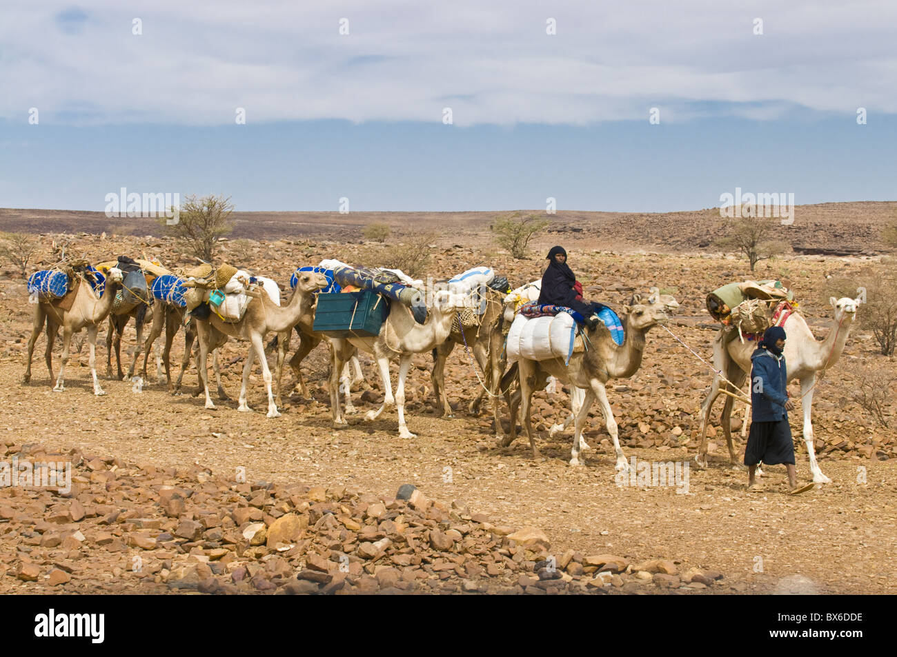 Camel caravan riding through the stone desert near Atar, Mauritania ...
