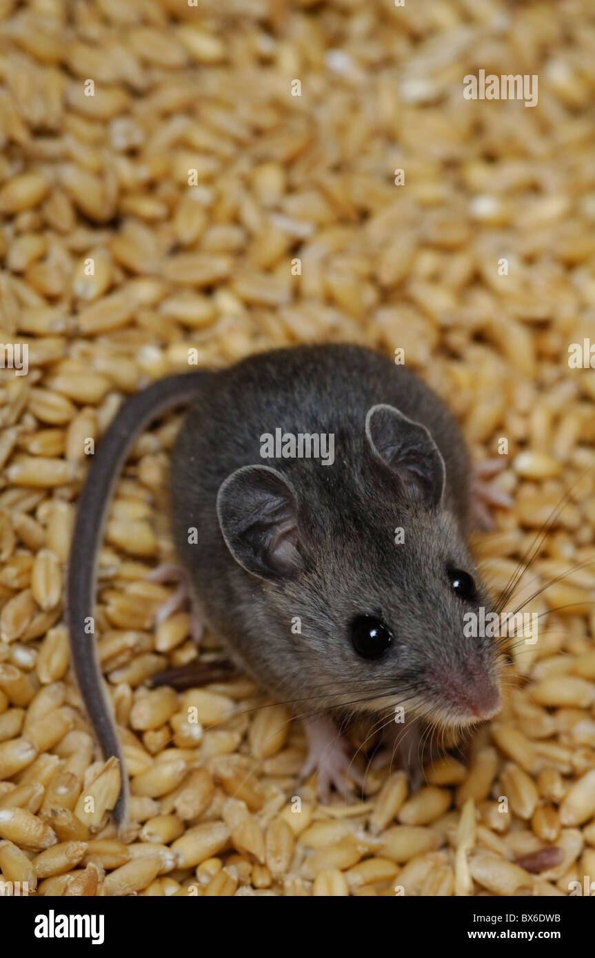 Deermouse hi-res stock photography and images - Alamy