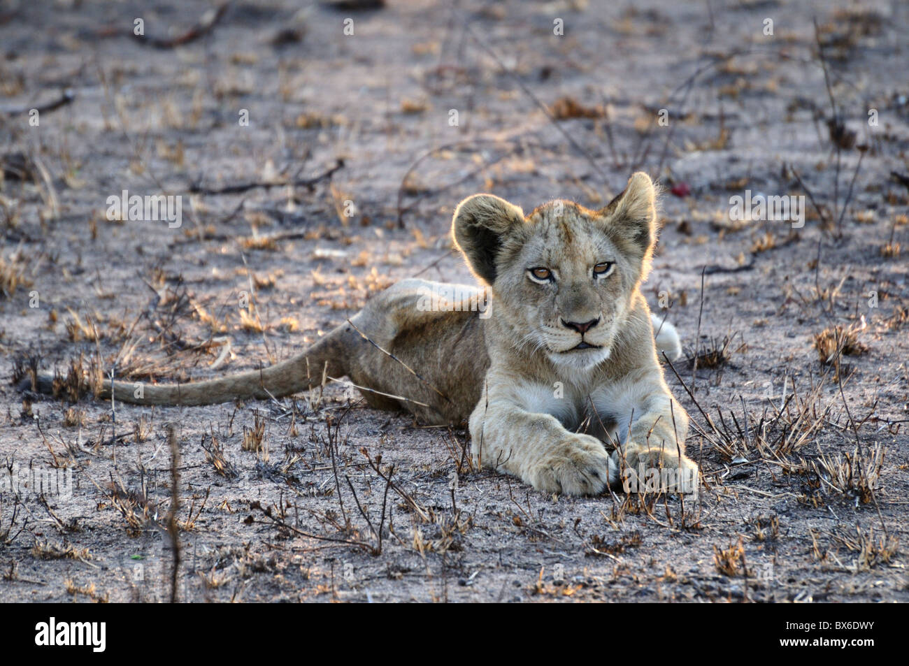 A young lion cub. Kruger National Park, South Africa. Stock Photo