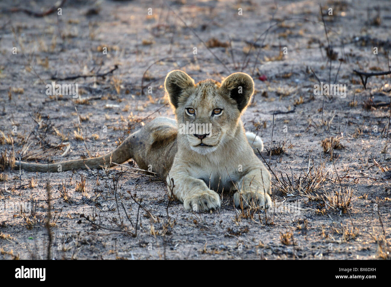 A young lion cub. Kruger National Park, South Africa. Stock Photo