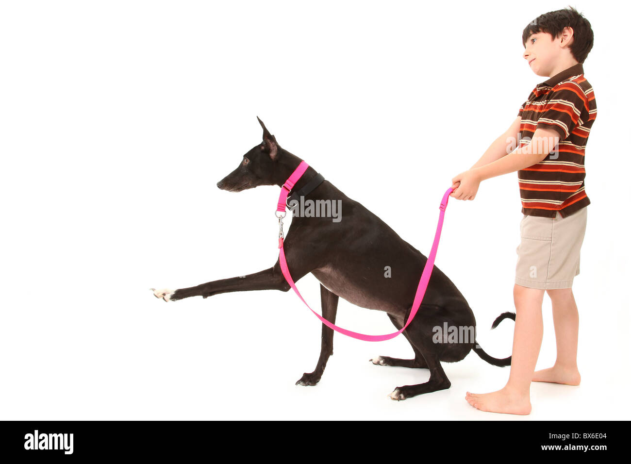 Adorable seven year old french american boy with black greyhound dog over white background. Stock Photo