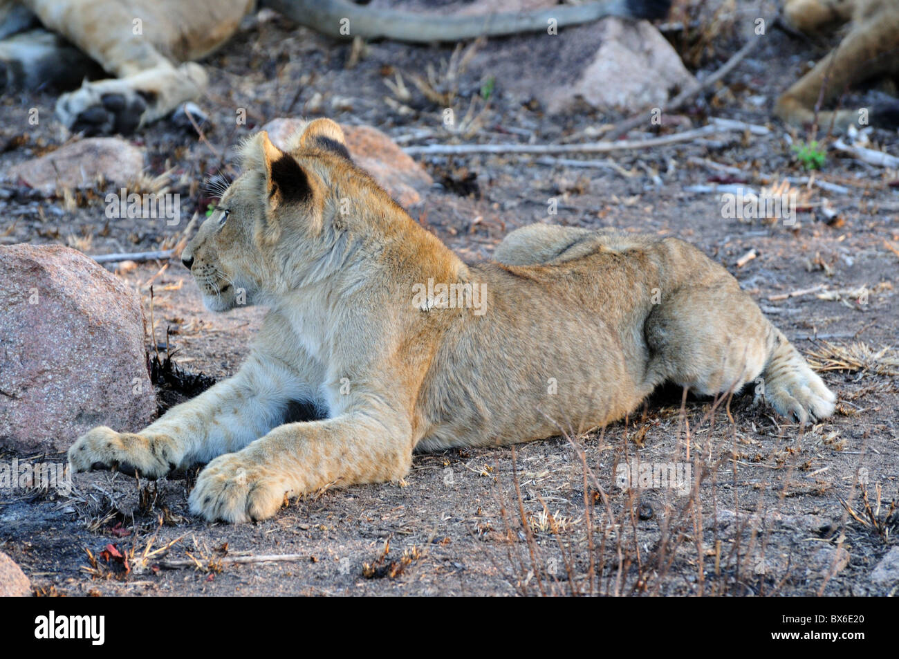 A young lion cub. Kruger National Park, South Africa. Stock Photo