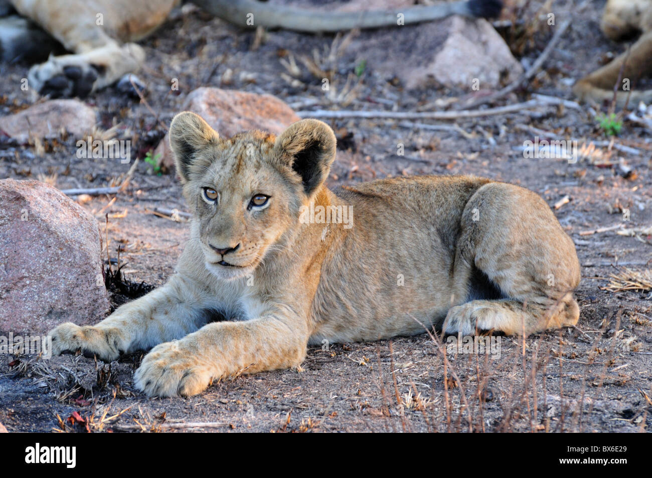 A young lion cub. Kruger National Park, South Africa. Stock Photo