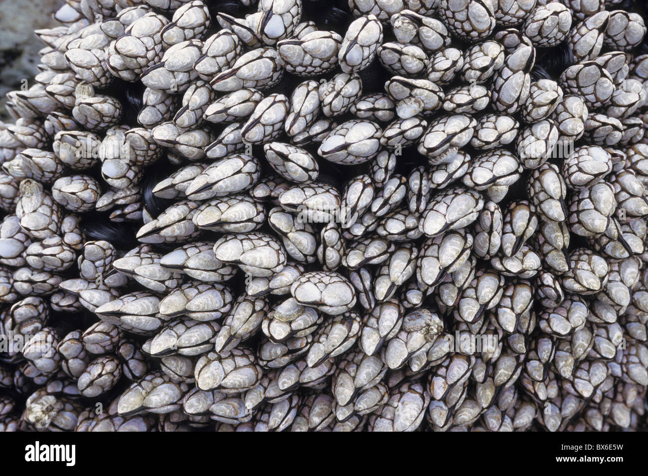 Goose barnacles (Pollicipes polymerus) Stock Photo