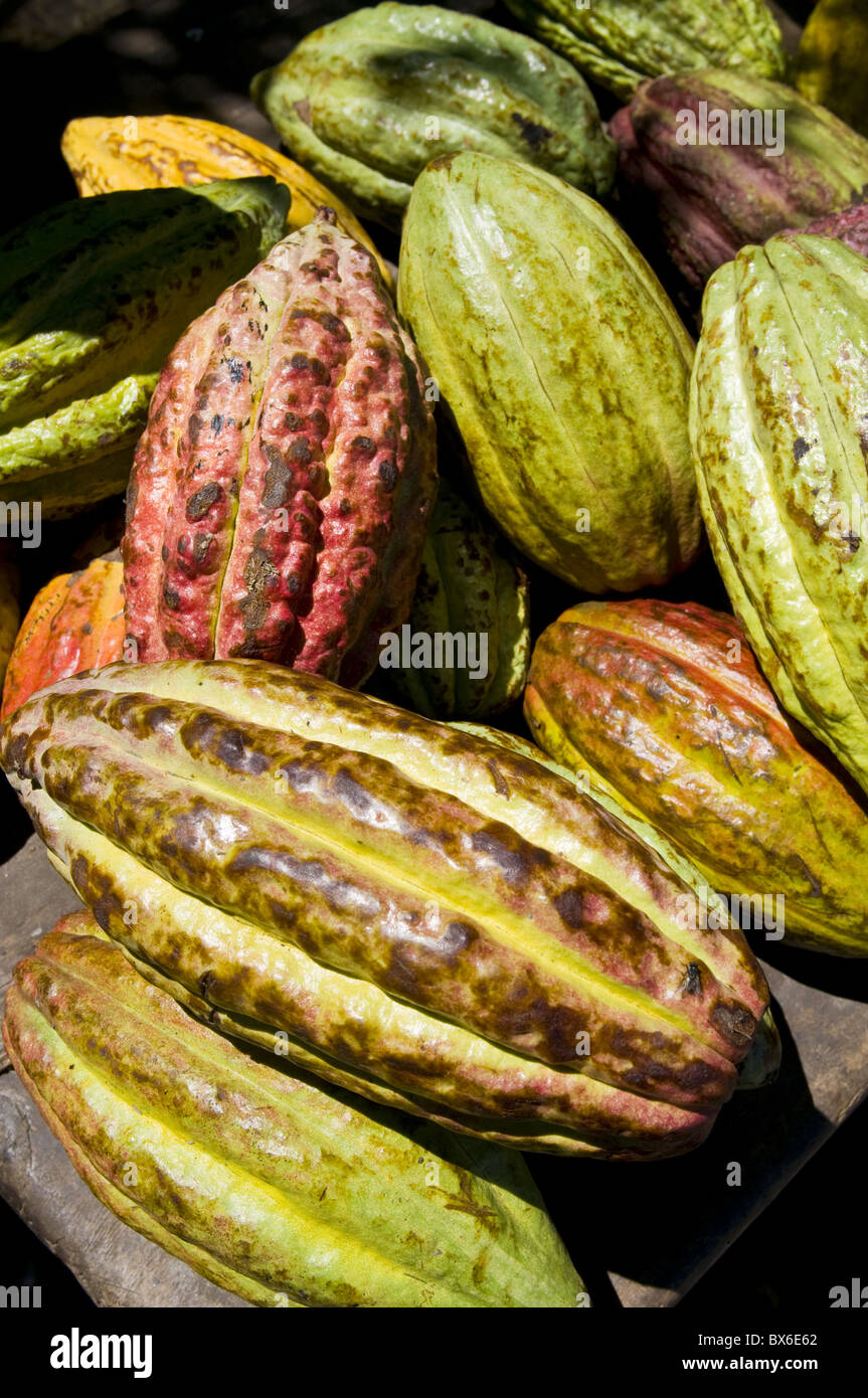 Chocolate fruits from a Theobroma cacao tree, Madagascar, Africa Stock