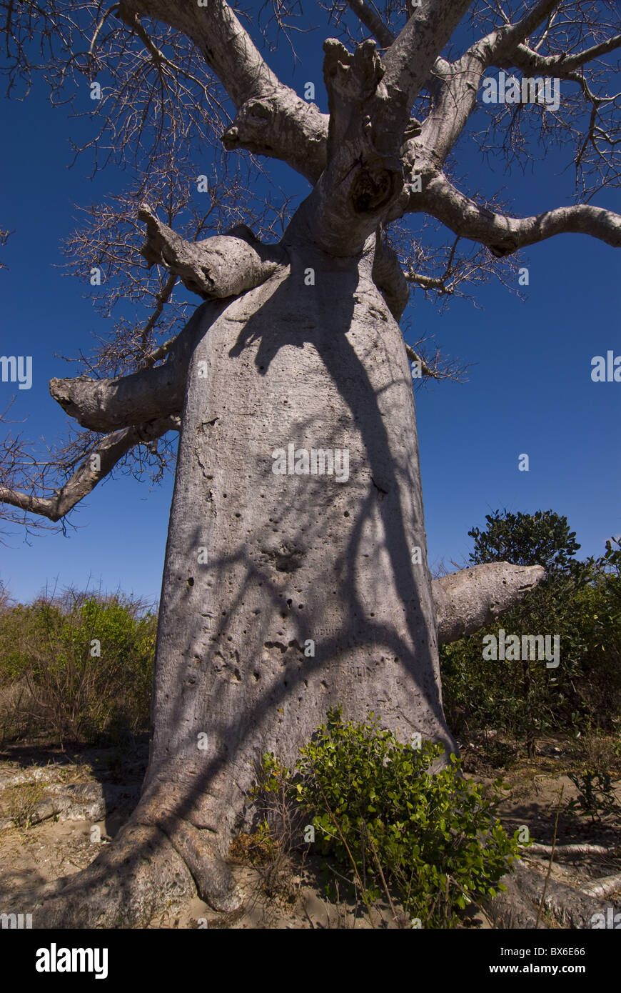 Giant baobab (Adansonia suarezensis) tree near Diego Suarez (Antsiranana), Madagascar, Africa Stock Photo