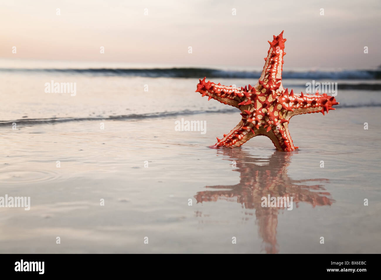 Starfish on the sea Stock Photo