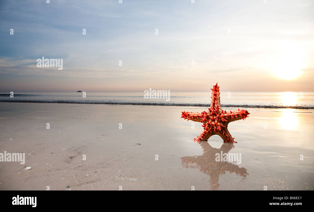 Starfish on the beachfront Stock Photo