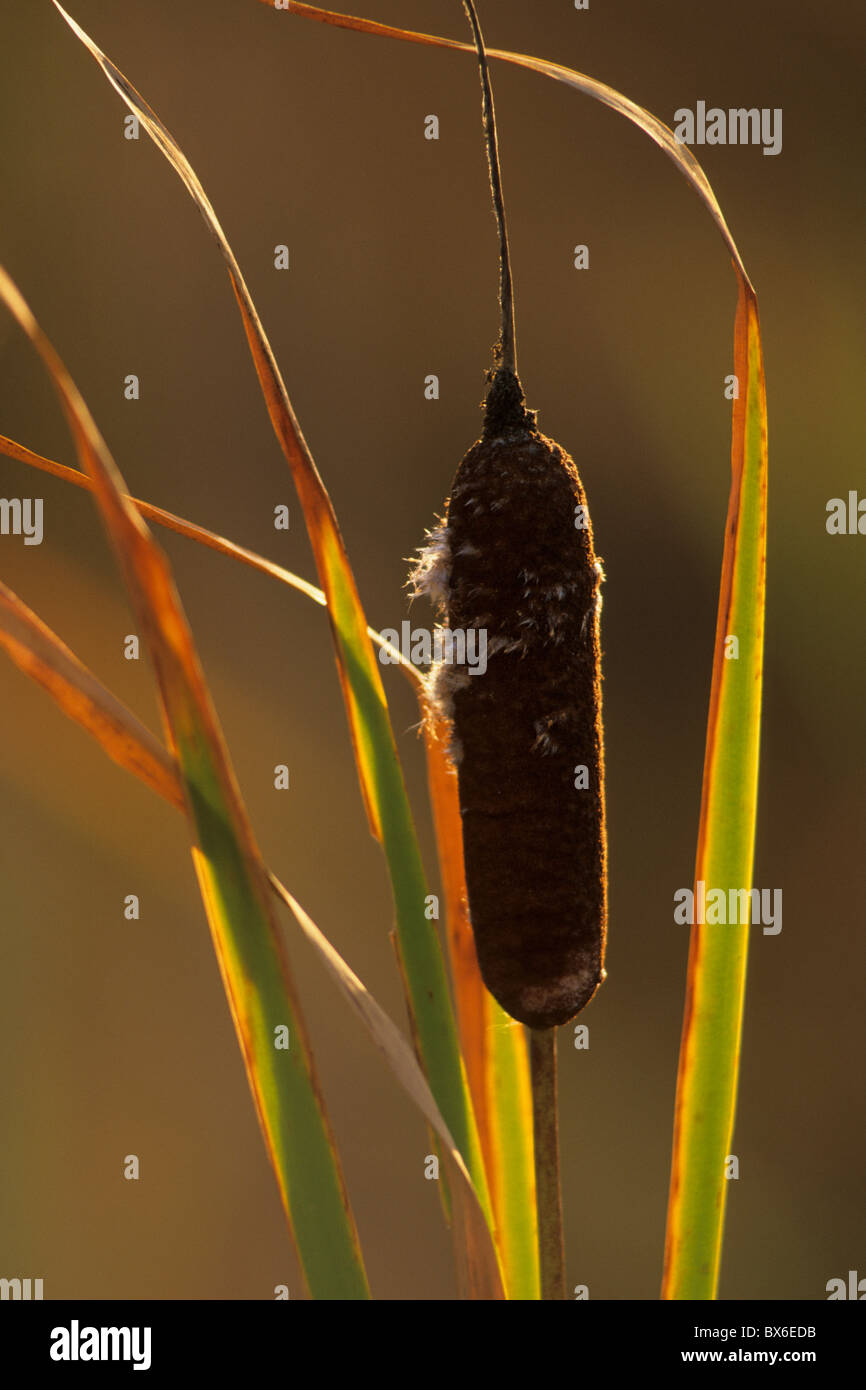 Cat-tail (Typha) Stock Photo