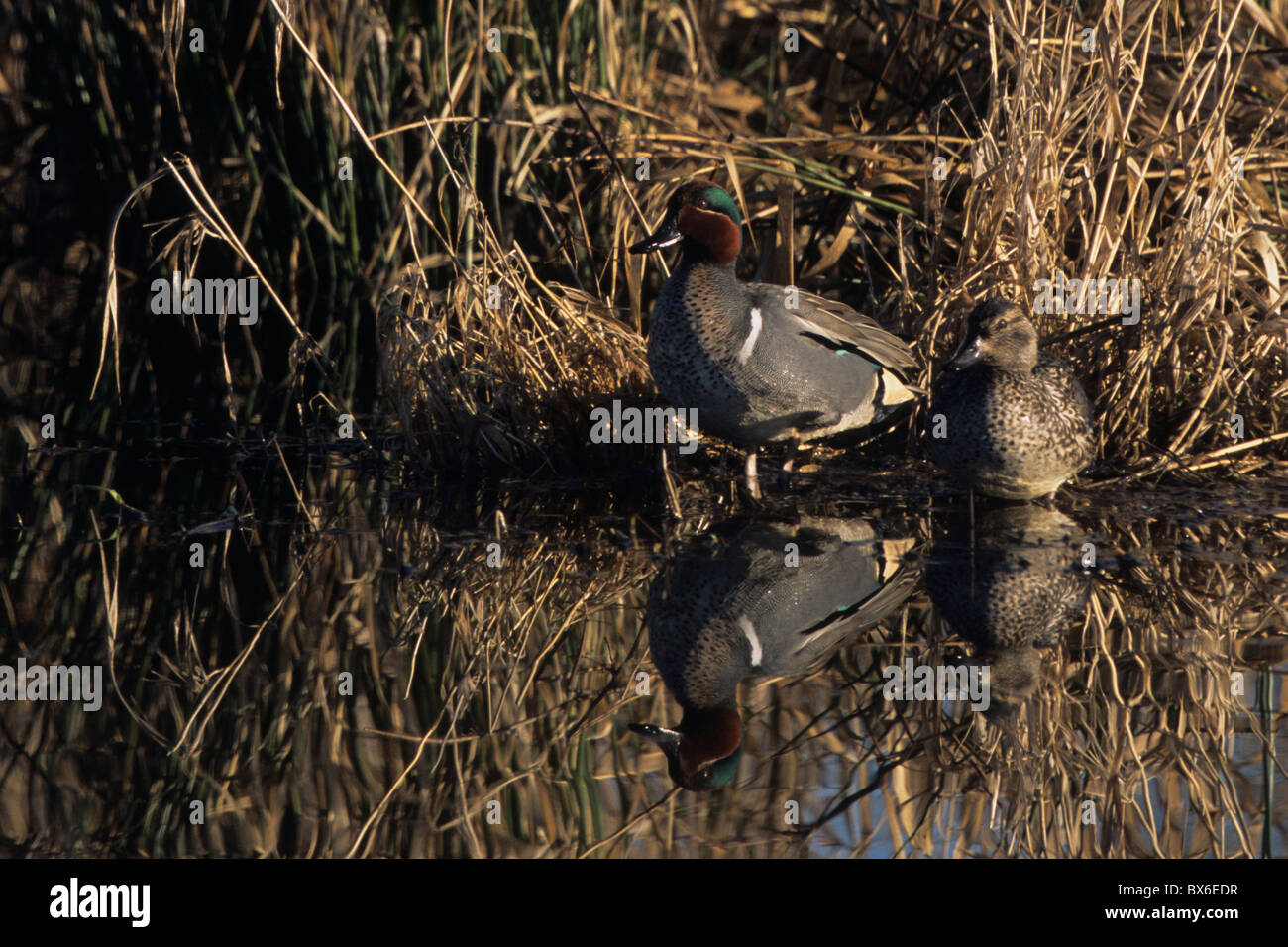 Green-winged teal (Anas crecca) Stock Photo