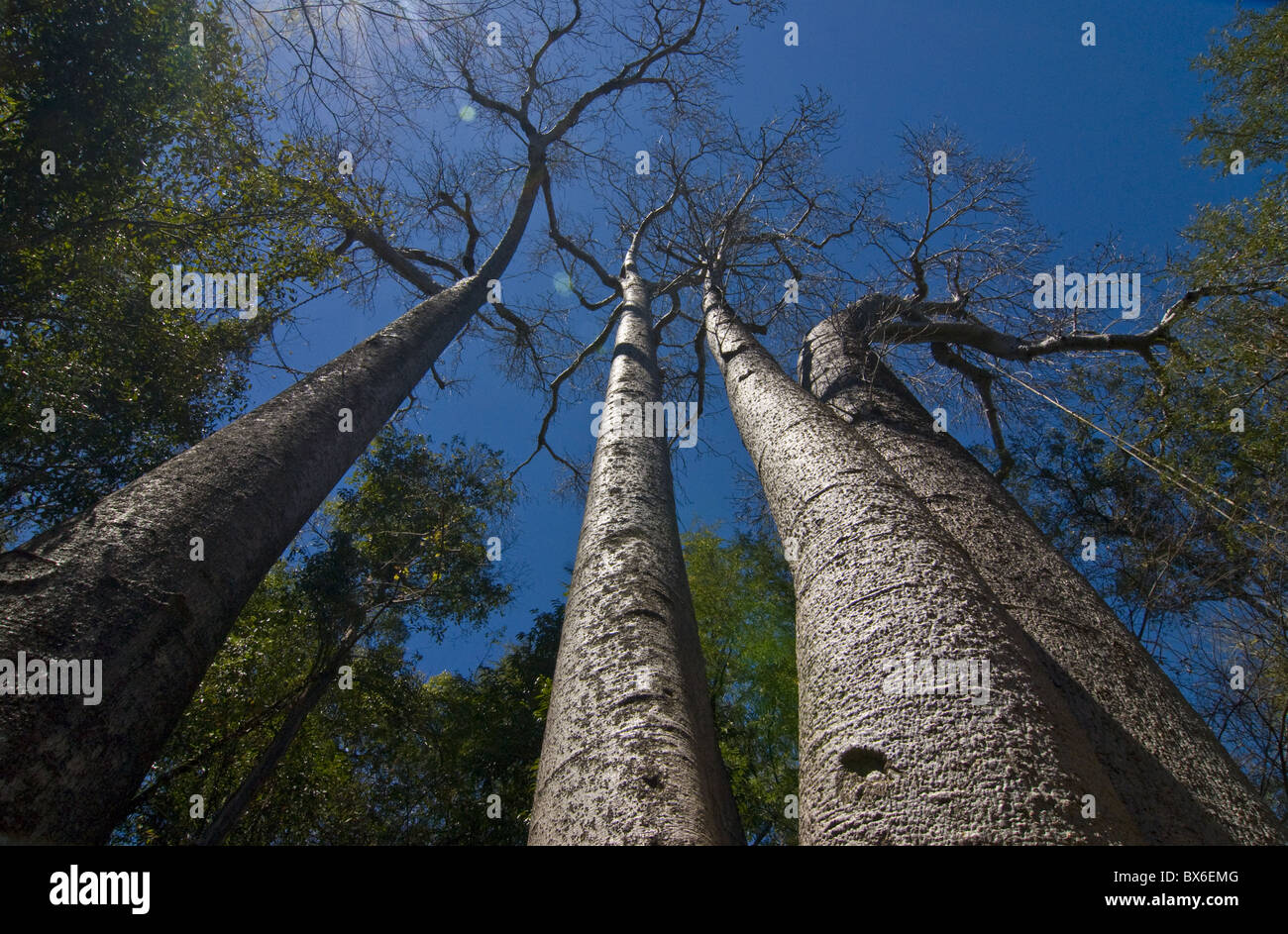 Giant Baobab trees in the Ankarafantsika National Park, Madagascar, Africa Stock Photo