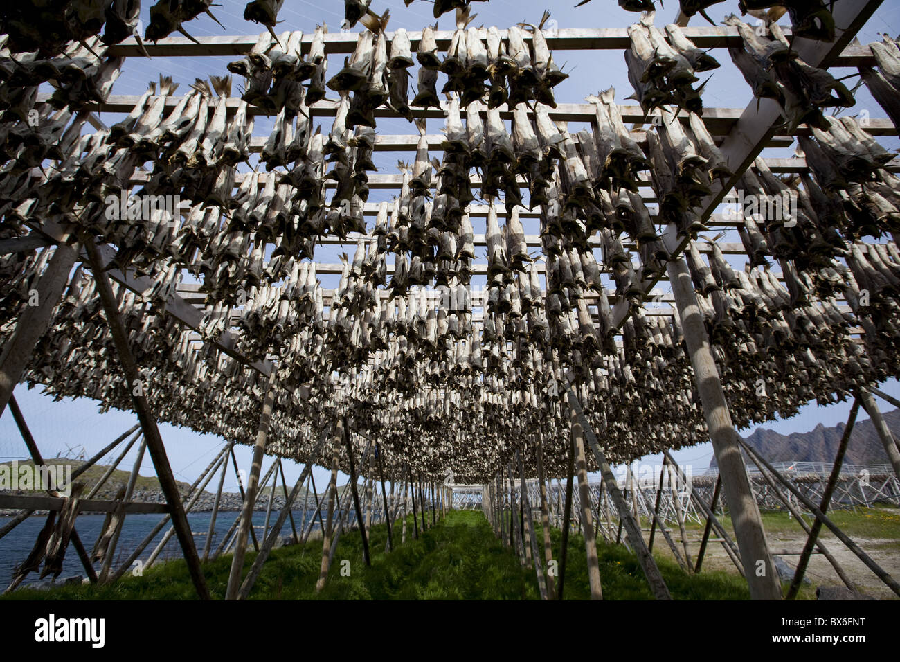 Stockfish, dried cod, hanging on wooden racks called flakes or hjell, Vesteralen archipelago
