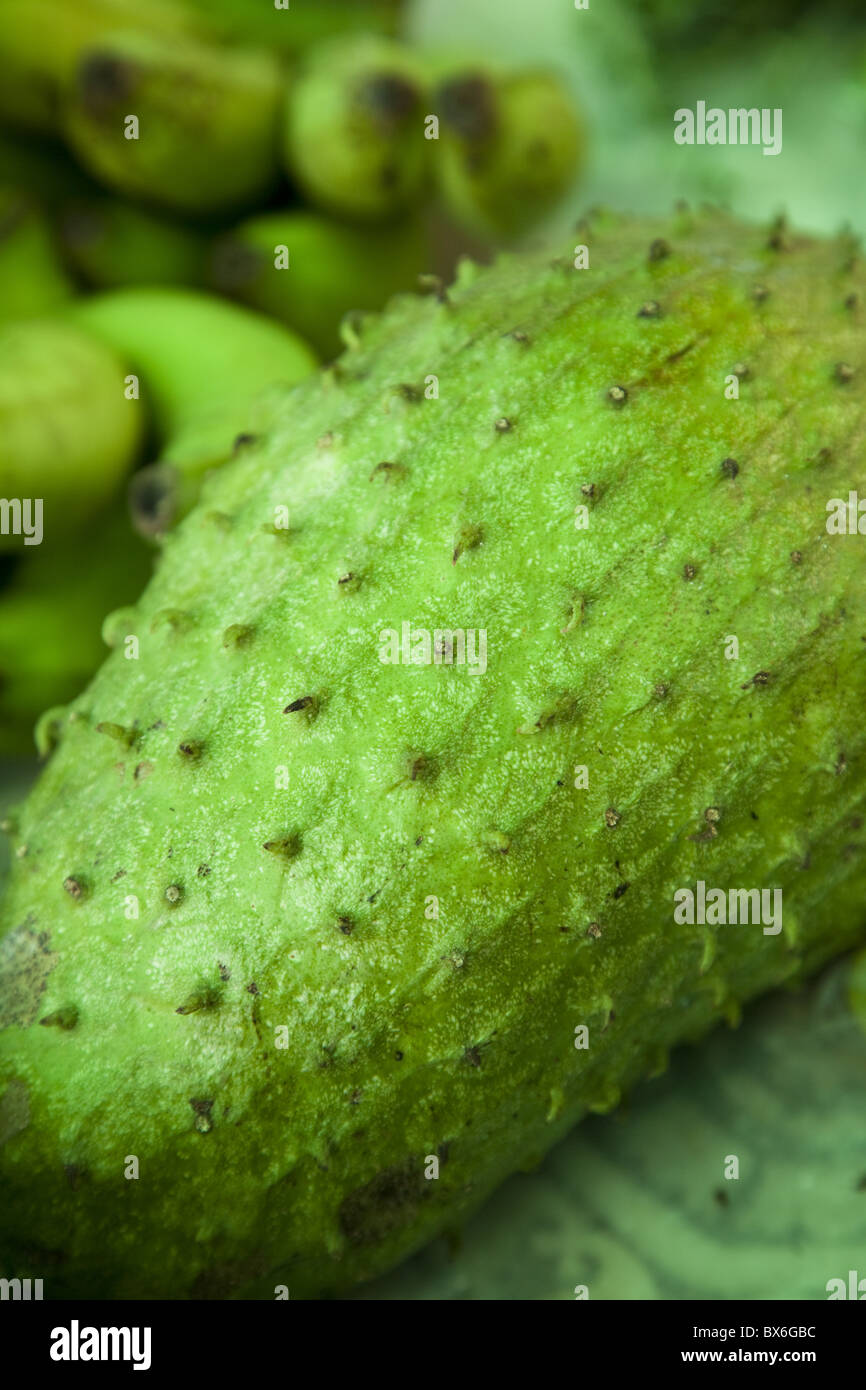 Soursop (Annona muricata), a fruit grown in the Caribbean, Central America Stock Photo
