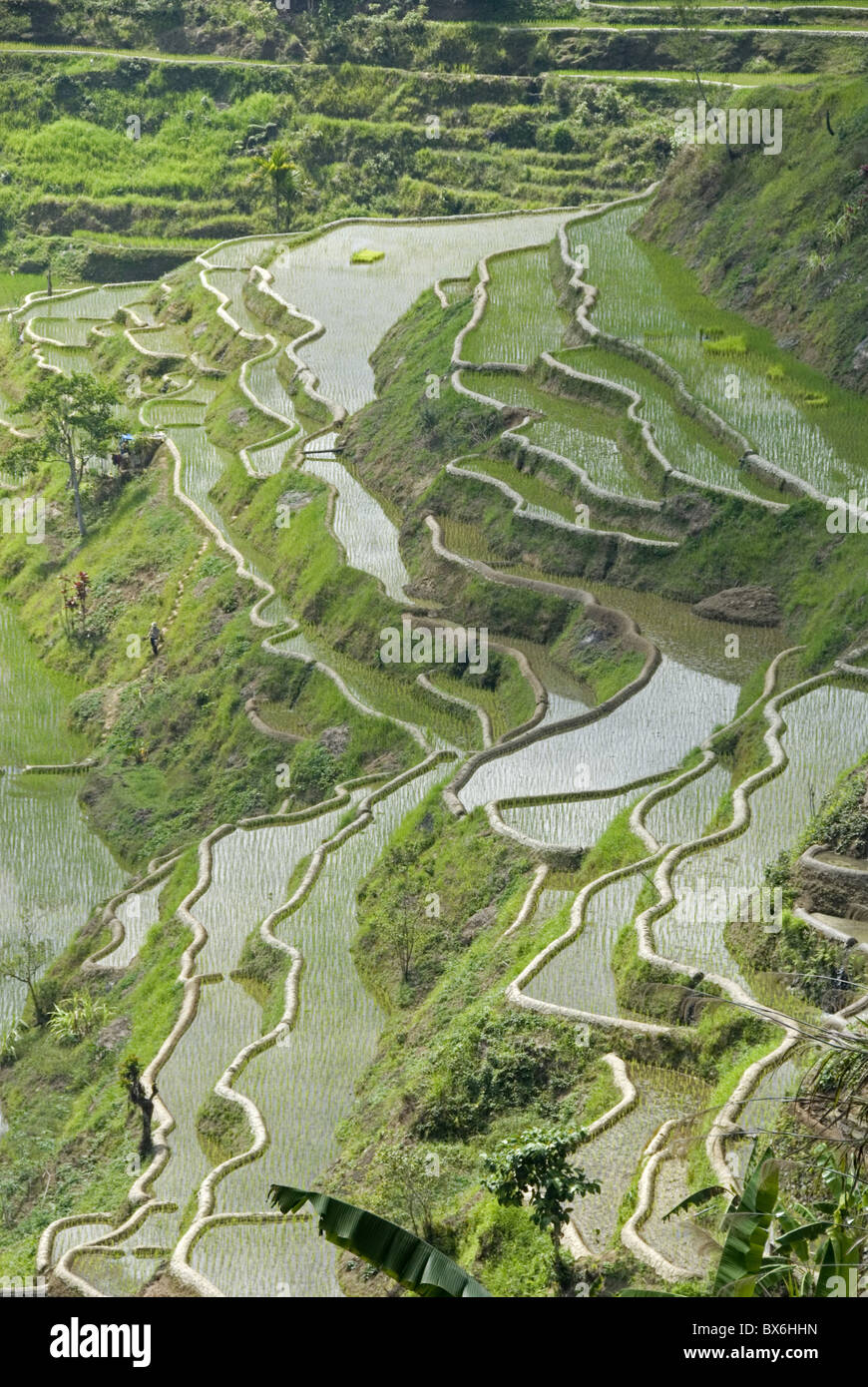 Mud-walled rice terraces of Ifugao culture, Banaue, UNESCO World Heritage Site, Cordillera, Luzon, Philippines Stock Photo