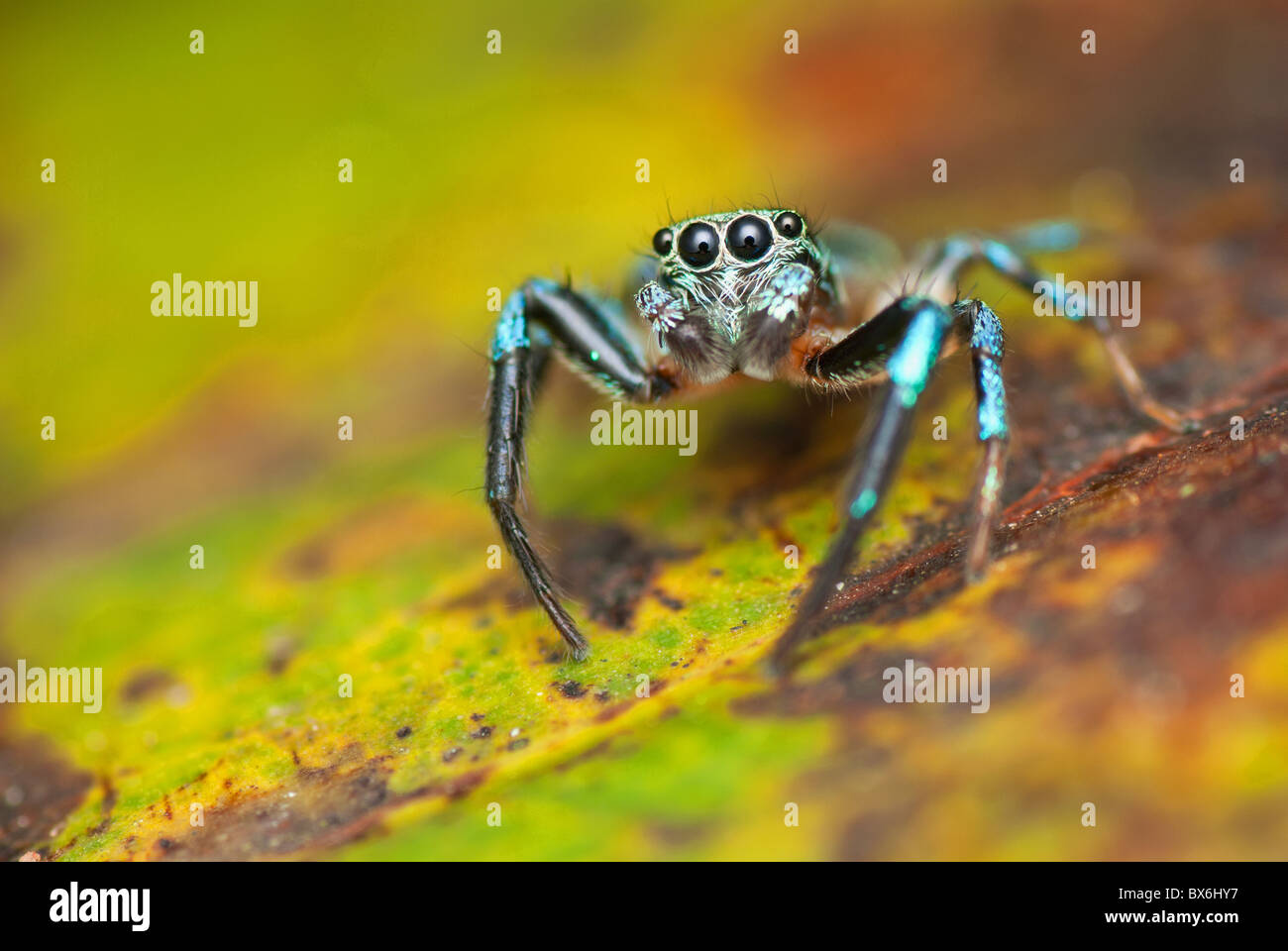Tiny blue spider hi-res stock photography and images - Alamy