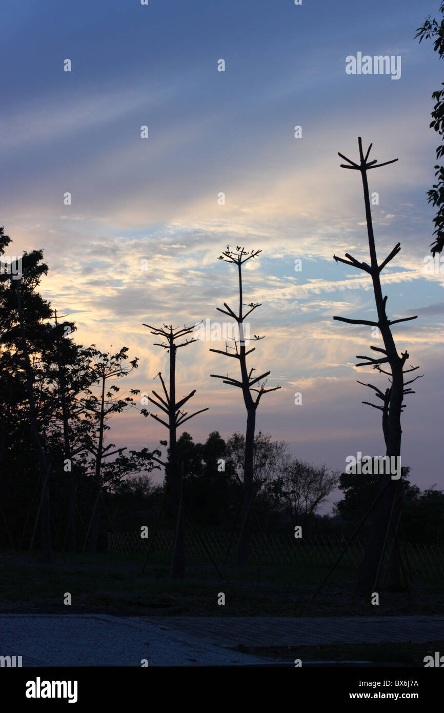 Newly planted trees at sunset. Tainan, Taiwan Stock Photo Alamy