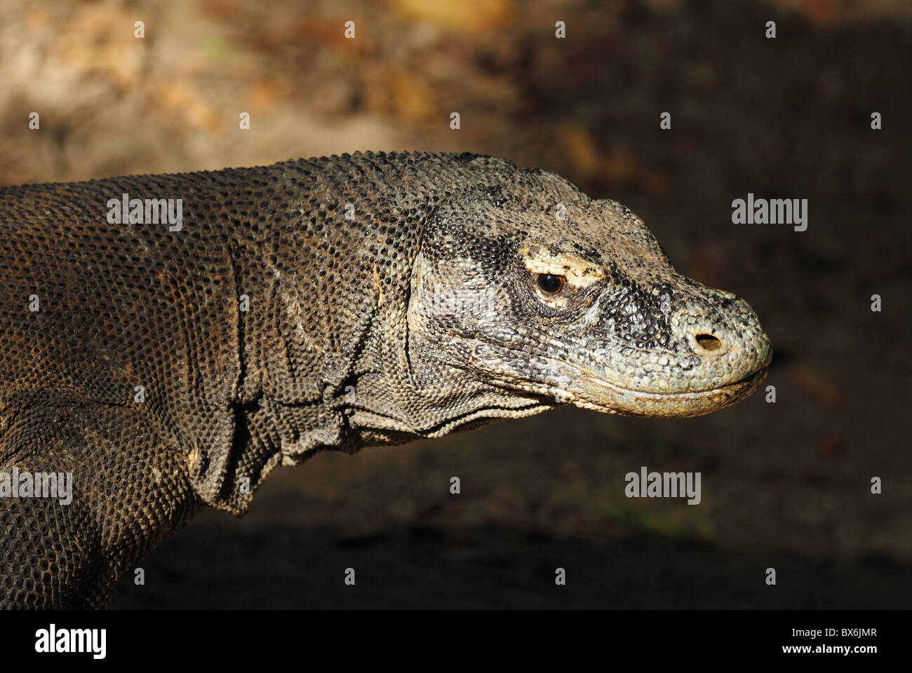 Wild Komodo Dragon (Varanus komodoensis), Indonesia July 2007. Stock Photo