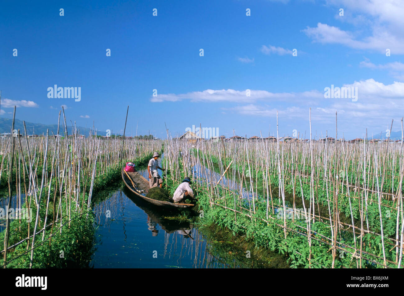 Tomato floating fields, Inle Lake, Shan State, Myanmar (Burma), Asia Stock  Photo - Alamy